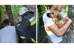 Szorult helyzetbe került kíváncsisága miatt egy kölyökkutya – a tűzoltók mentették meg