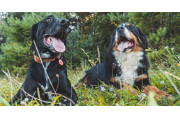 Magyar kutatás: A keverék kutyák kevésbé kiegyensúlyozottak, de könnyebben taníthatóak, mint a fajtatiszták