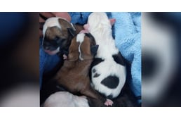 Eljárás indult egy fiatal férfi ellen, aki négy újszülött kiskutyát tett ki egy szemetes mellé