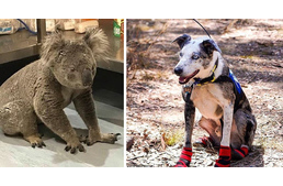 Ez a kutya a koalák megmentője: kiszagolja a bozóttűz miatt bajban lévő koalákat