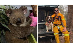Már nyolc koalát megmentett a tűz elől ez a spániel