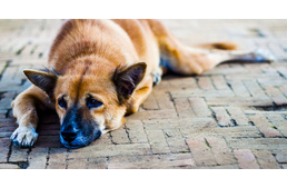 Közel háromezer kutya ivartalanítását támogatja az Agrárminisztérium
