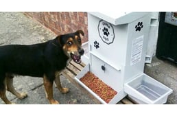 Kolumbia: különleges ételadagolók segítenek a kóbor kutyákon