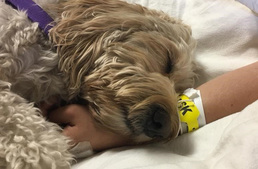 Terápiás kutya ébresztette fel a kómában lévő lányt