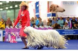 Taroltak a magyar kutyák a moszkvai World Dog Shown!