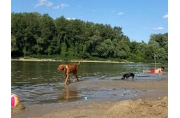 Újabb kutyás strand nyílt hazánkban!