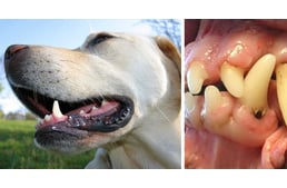 Kullancsveszély: nézd meg a kutyád száját is!