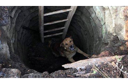 Három méter mély kútból mentettek kutyát a tűzoltók