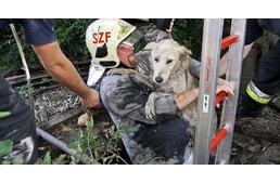 Két kútba esett kutyát is megmentettek a héten a tűzoltók