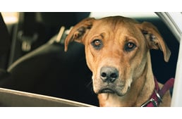 Michigan: bűntettet követhet el az, aki a forró autóban hagyja kutyáját