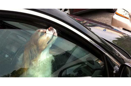 Kutya a forró autóban: hogyan segíthetsz?