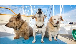 Kutyával a Balatonon: így szállhatsz kedvenceddel hajóra