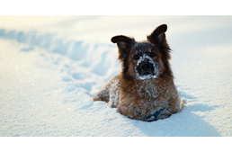 Így készítsd fel kutyád és a kutyaházat a hideg télre!