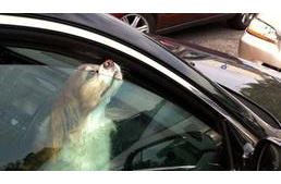 Mobil applikáció mentheti meg a forró autóban hagyott kutyákat
