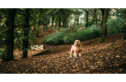 Kutyával az erdőben - erre figyelj, hogy mindenki jól érezze magát!
