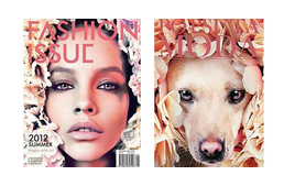 Gazdátlan kutyák a címlapon: különleges kampány az örökbefogadásért