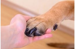 Komoly sérülések, betegségek forrása lehet a túl hosszú kutyakarom