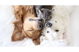 Rendhagyó, de örök barátság két kutya és egy macska között
