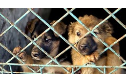 Szigorodik az állatvédelmi törvény Tajvanon - ráadásul betiltják a kutyahús-evést is!