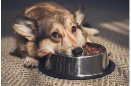 Miért nem eszik a kutyám? Az étvágytalanság lehetséges okai 10 pontban