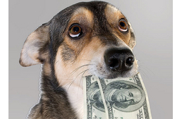 Mennyibe kerül kutyát tartani?