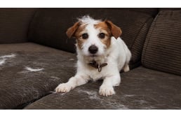 Szőrhullás kutyáknál: a 10 leggyakoribb ok