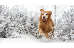 Hogyan tartsd melegen kutyádat gyógynövényekkel a hideg téli időszakban?