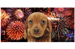 Rex Alapítvány felhívása: kutyamentes augusztus 20-i tűzijátékot!