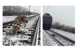 Kutyahűség: a száguldó vonat elől mentette meg sérült barátját a kutya