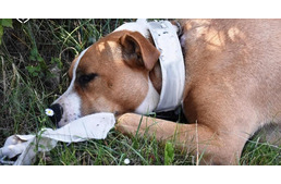 Felfüggesztett börtönbüntetést és állattartástól való eltiltást kaphat a nő, aki gondatlanságával szenvedést okozott kutyájának