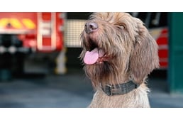 Nyugdíjba vonul Kabos, a katasztrófavédelem tűzvizsgáló kutyája