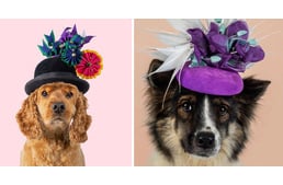 Királyi kalapban pózolnak a mentett kutyák a 2024-es adománygyűjtő naptárhoz