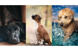 Íme az év kutyafotói
