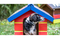 Kutyaházakat adományozott a Praktiker az árva kutyáknak