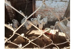 148 kutyát mentettek ki az állatvédők egy szaporítótelepről