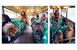 Kutyabarát városnéző buszok indulnak Londonban!