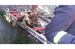 10 méter mély vízaknából mentettek kutyát a tűzoltók