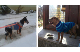Árva kutyáknak köt meleg pulóvert, hogy könnyebben átvészeljék a hideg telet