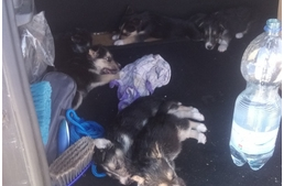 Kiskutyákat mentettek a rendőrök egy autó forró csomagtartójából a Balatonon