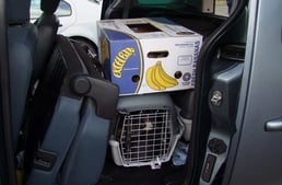 Felfüggesztett börtönre ítélte a bíróság az olasz kutyacsempészeket
