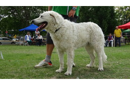 Kuvasz a kihalás szélén: álhír vagy jövőkép? Szakértők válaszolnak.