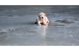 Újévi kutyamentés: befagyott tó jegéről mentettek egy labradort