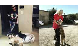 Lelőtték Lady Gaga kutyasétáltatóját és elrabolták kutyáit