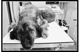 16 kilós daganatot műtöttek le a kutyáról