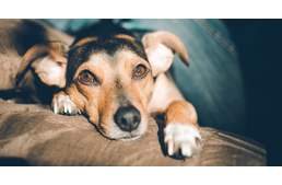 Közérdekű információk kutyatartóknak a koronavírus járvány idejére - minden egy helyen, folyamatosan frissítve!