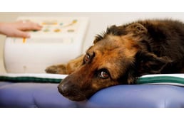 Egy új teszt jelenthet reményt a májbeteg kutyáknak a gyógyulásra
