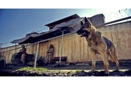 Segítségünket kéri Mandy, a nyugdíjas tűzszerész kutya