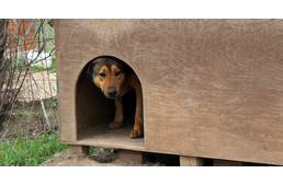 Menhelyen élő kutyák és cicák örökbefogadására bátorít a CIB Bank