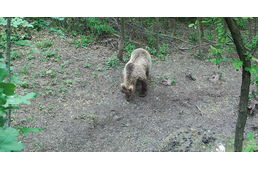 Óvatosan a kiránduláson: medve kóborol Pest megyében, lehetséges, hogy több példány is 