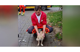 Kidobott kiskutyát mentettek a mentősök – a kölyök végül szerető otthonra is talált az egyik életmentőnél